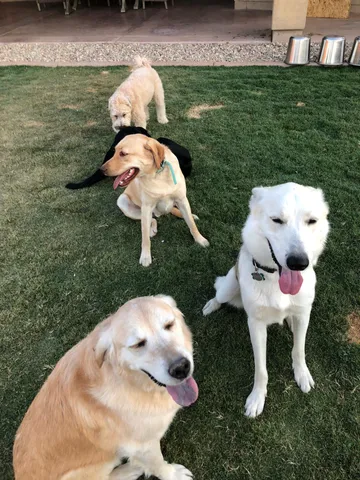Several dogs together on grass in the training archive